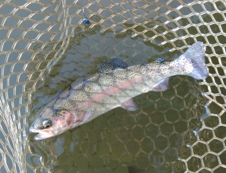 ライズがいっぱい ～大安トラウトレイク～